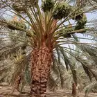 نخل ونقايل نجران اخلاص وبرحي