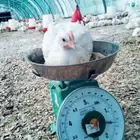 دجاج ذبح يومي حسب الطلب