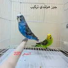 طيور حب طيور زينة انتاج محميتي