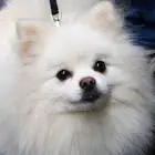 كلب بومرينيان ابيض بيور