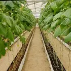 100 نوع من الشتلات تبدأ ب1.50 ريال