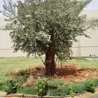 اشجار زيتون للبيع معمر وثيل