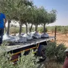 شجر زيتون للبيع معمر