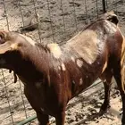 تيس فحل اجم فاخر(تم البيع الله يبارك للشاري)