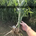 شتلات بونيكام علف مشتل زراعه حديقه حدائق خضره حلال غنم