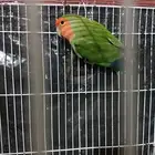 روز للبيع
