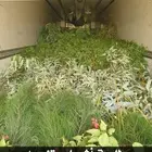 شتلات السلطان
