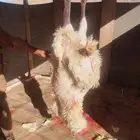 يوجد ذبايحه