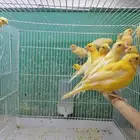 فروخ كناري(تم البيع)