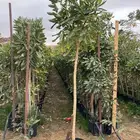 شتلات برية - الطلح السمر- الغاف الخليجي - القرض - السدر الخ