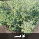 شتلات السلطان الزراعية - باسعار الجملة .