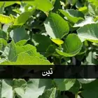 شتلات السلطان الزراعية .. السعر الأمثل للشراء