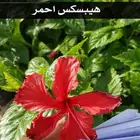 جهز طلبيتك قبل الموسم