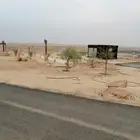 اشجار برية ( طلح سدر بركنسونيا سمر زيتون)