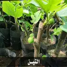 السعر الاقتصادي لشراء الشتلات