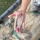 الاستزراع السمكي فى الاحواض الدائرية الخرسانية