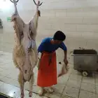 يوجد ذبايح سواكني تربايه