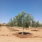 اشجار زيتون للبيع