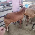 ذبايح سواكني نظيره وتربايه