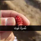 فرصة شتلات زراعية بأسعار منافسه جدا للكميات