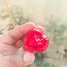 فلفل كارولينا ريبر لهواة زراعة النوادر جدة