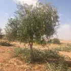أشجار زيتون للبيع