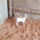 ماعز قزم صغير الليف جميل هدية الطفل الماعز القزم