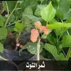 شتلات السلطان .. تبدأ ب1.50 ريال .