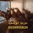 صوص فرنسي كولمبي واحمر للبيع