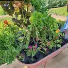 شتلات باسعار جملة الجملة