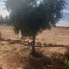 أشجار زيتون للبيع
