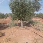 شجر زيتون للبيع