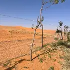 اشجار نيم كبيرة للبيع