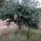 شجر زيتون للبيع