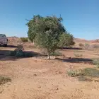 اشجار زيتون