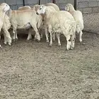 طليان حري تربيه