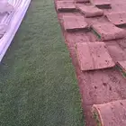 ثيل نجيله طبيعي
