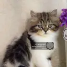 قط قطه شيرازي هاف بيكي هملايا بيكي فيس قطط كيتن