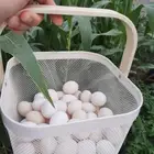 بيض بلدي طازج يوميا