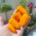 بذور الفلفل الحلو (كارباثيا) النادر بجدة