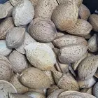 شتلات لوز الديره حبه كبيره 8 ريال