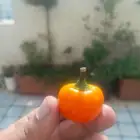 بذور فلفل كرزي برتقالي