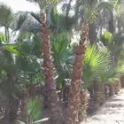 نخيل_واشنطني_للبيع