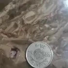 عملات نادره