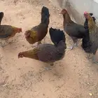للبيع دجاج عربي ترثه قديمة