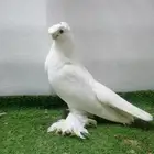 جوز اوزبك ابيض