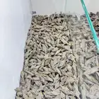 عود طبيعي محسن كمبودي التايقر