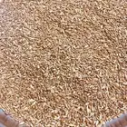قمح مشعوره صحي