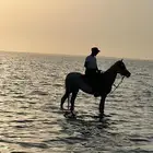 رحلات ركوب خيل و بحر يوميا