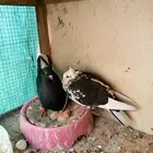 جوز قطايف للبيع
